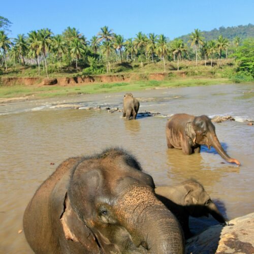 Pinnawala Elephant Orphanage